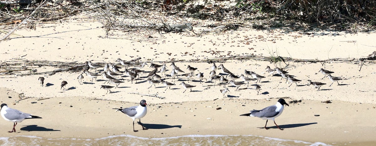 Semipalmated Sandpiper - Gino Ellison