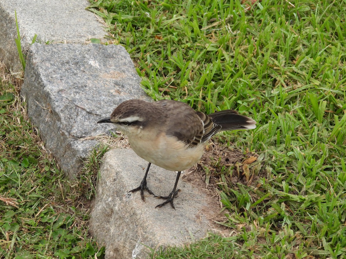 Chalk-browed Mockingbird - Cecilia Gosso