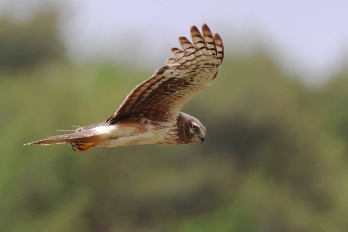 Northern Harrier - Tom Fangrow