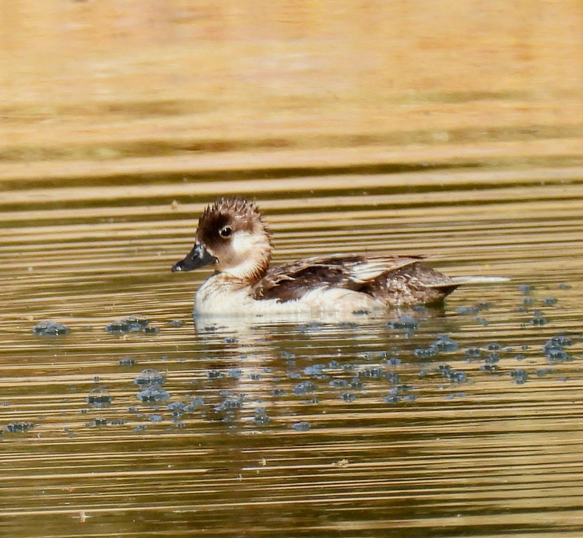 Bufflehead - ML619408393