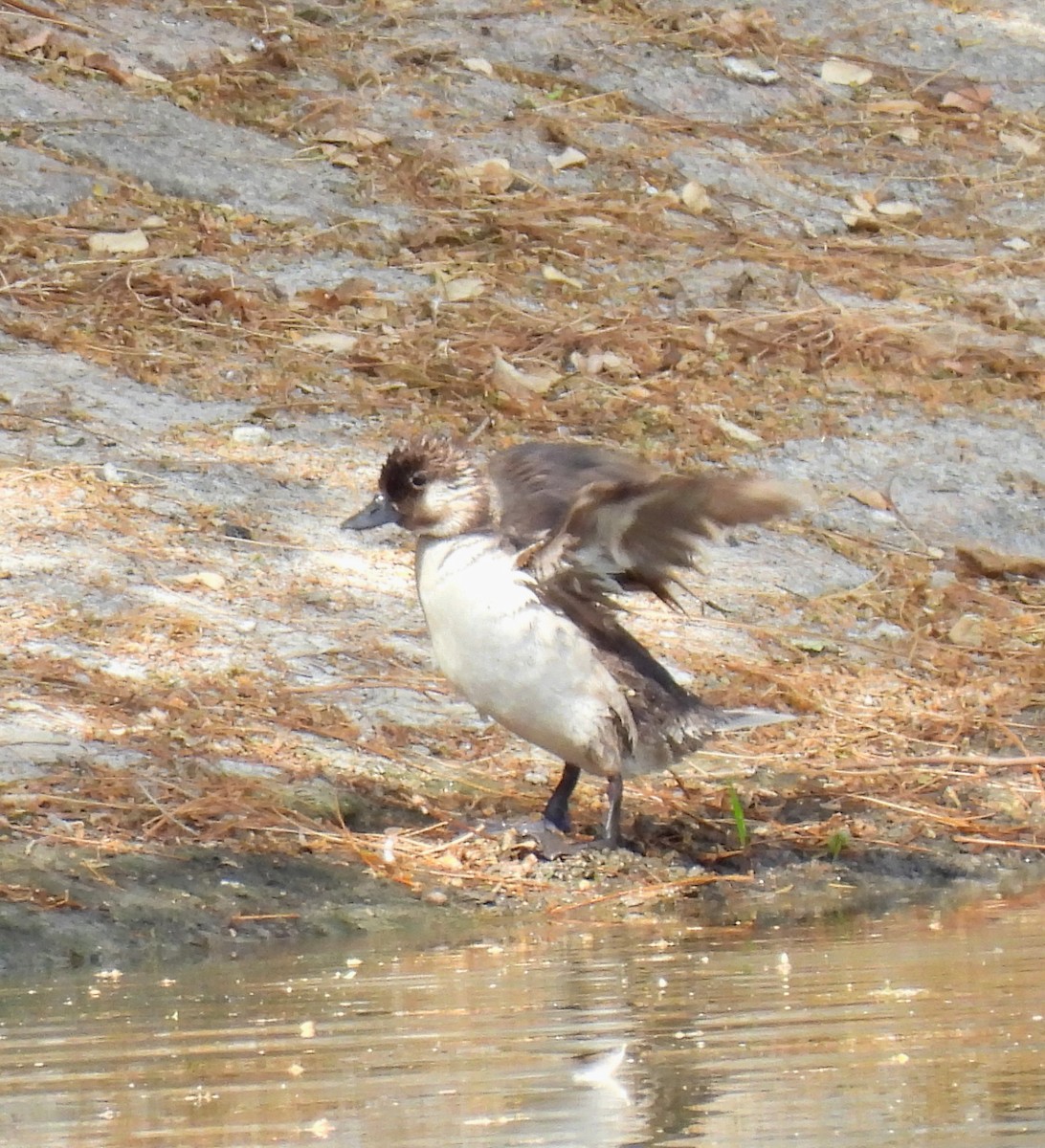 Bufflehead - ML619408394