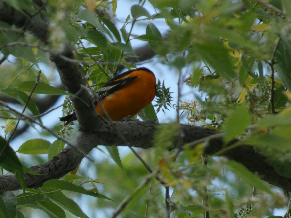 Baltimore Oriole - Carolyn Sanders