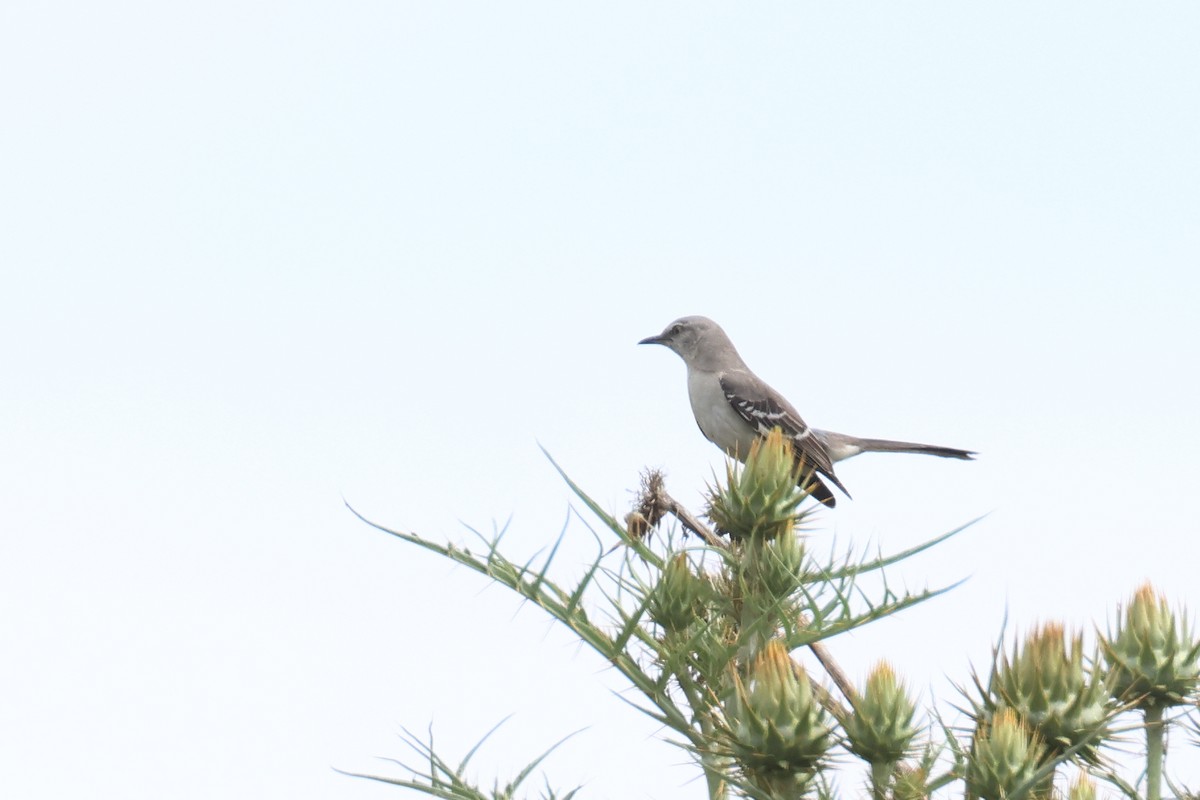 Northern Mockingbird - Tom Fangrow