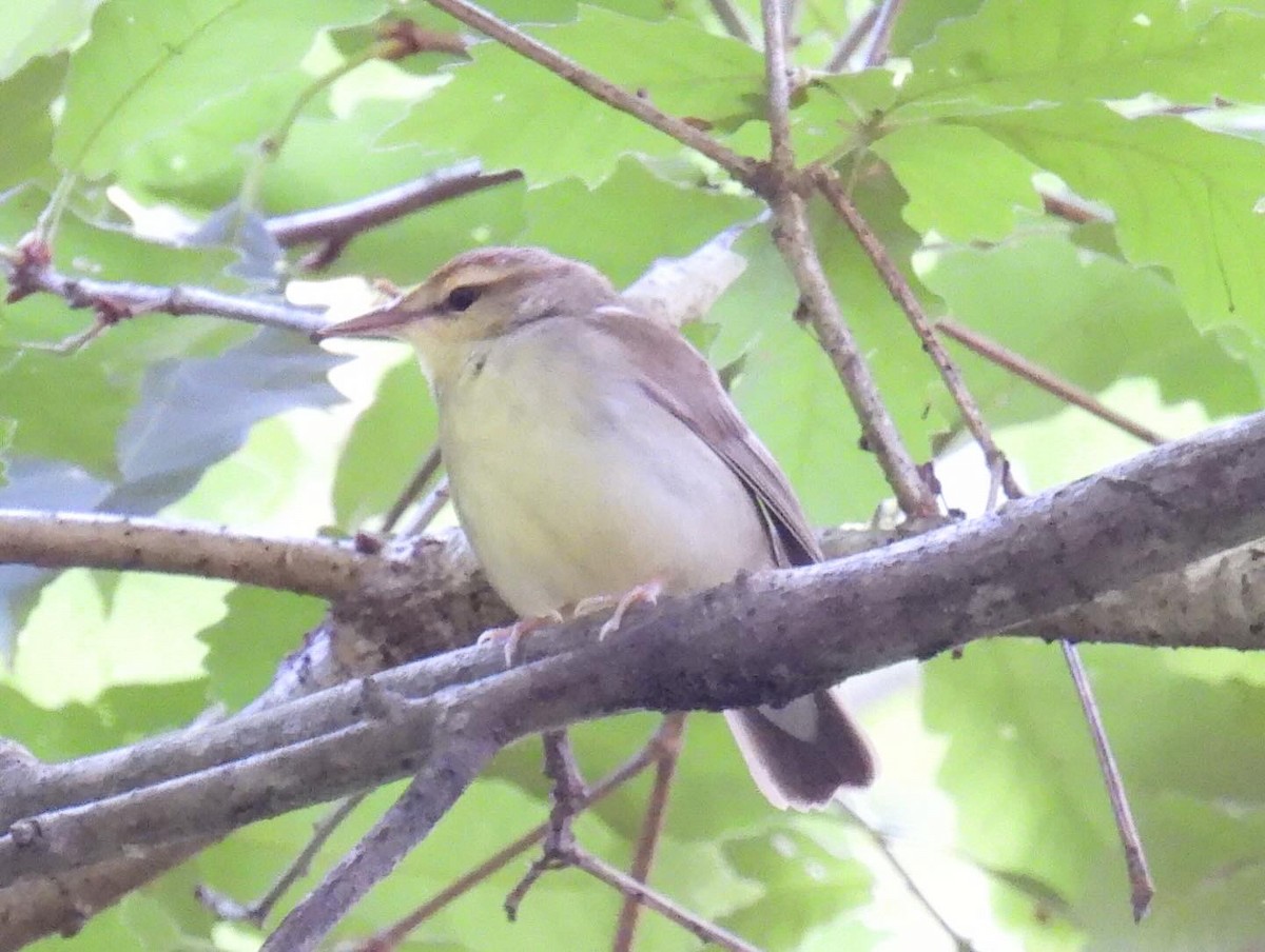 Swainson's Warbler - Steven Vozzo