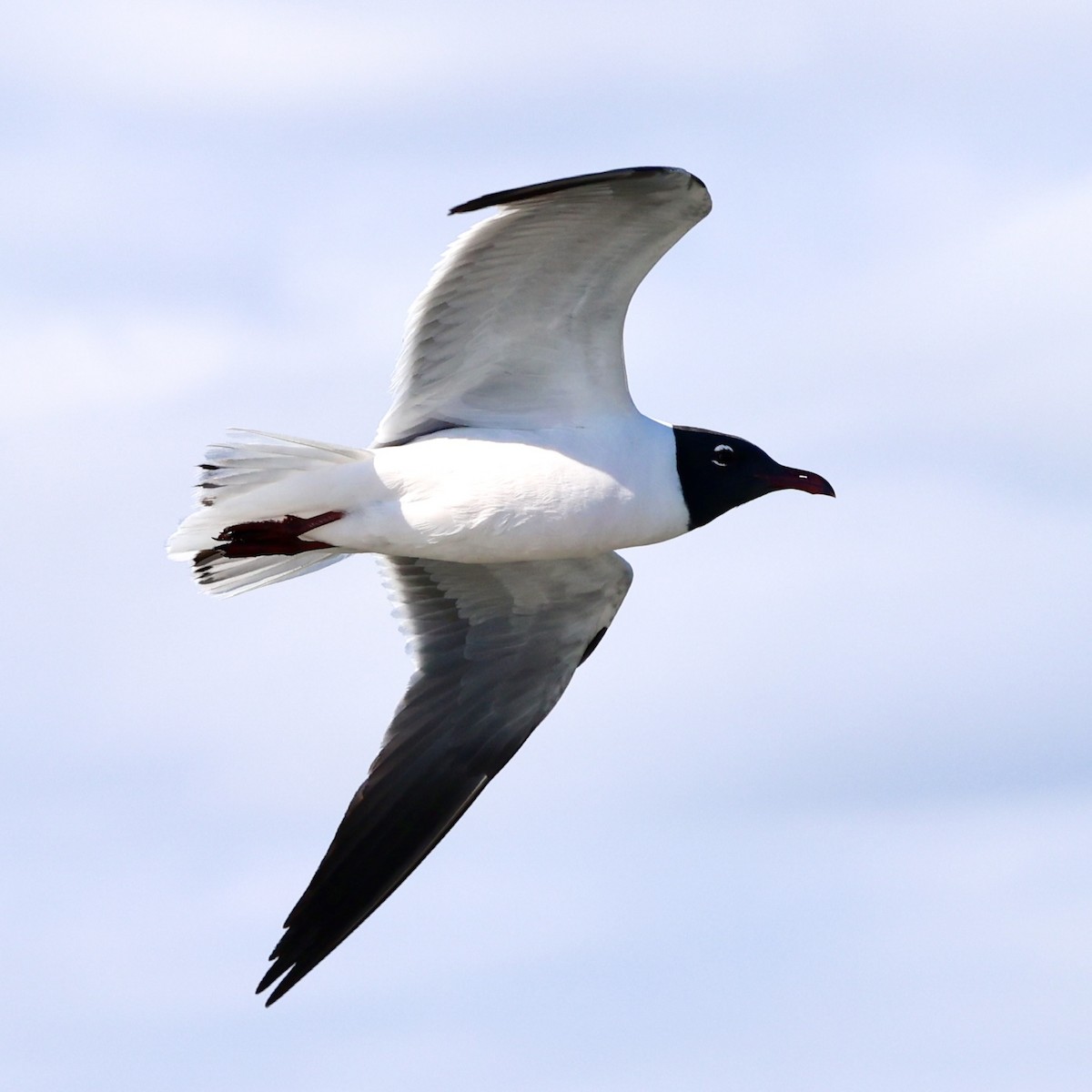 Laughing Gull - Gino Ellison