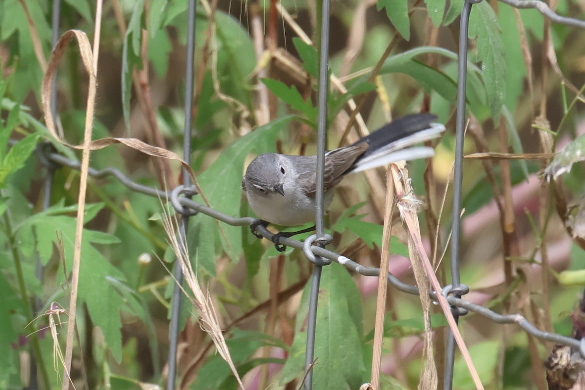 Blue-gray Gnatcatcher - Tom Fangrow