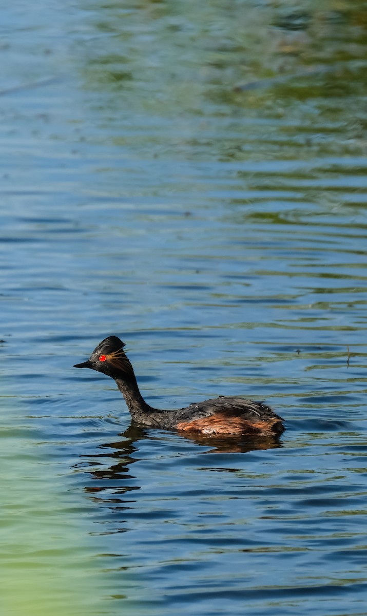 Eared Grebe - Emil Birsan