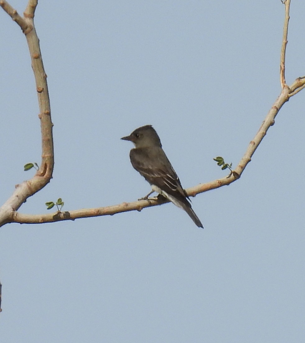 Olive-sided Flycatcher - Mary Tannehill