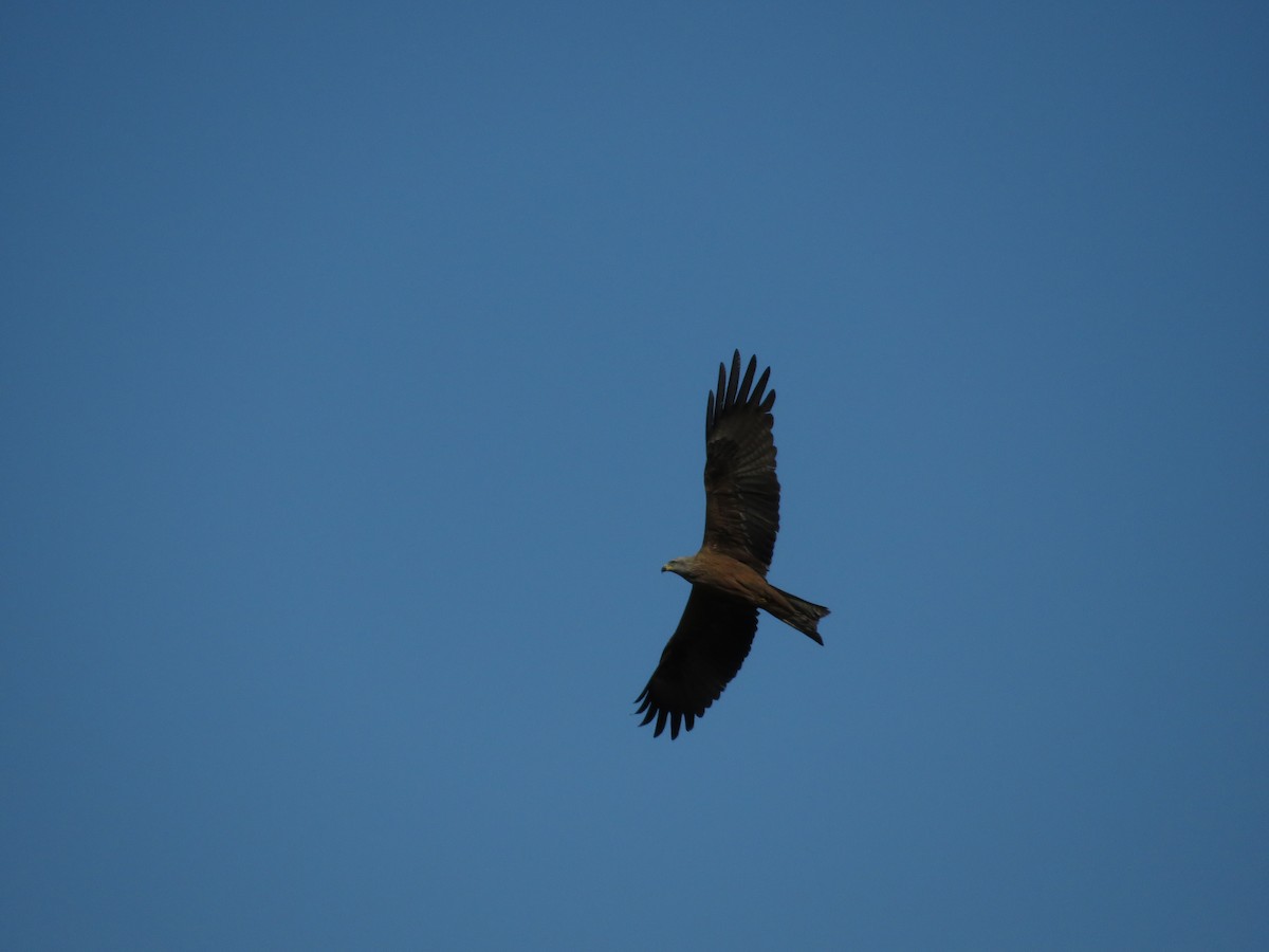 Black Kite - Samuel de la Calle San José