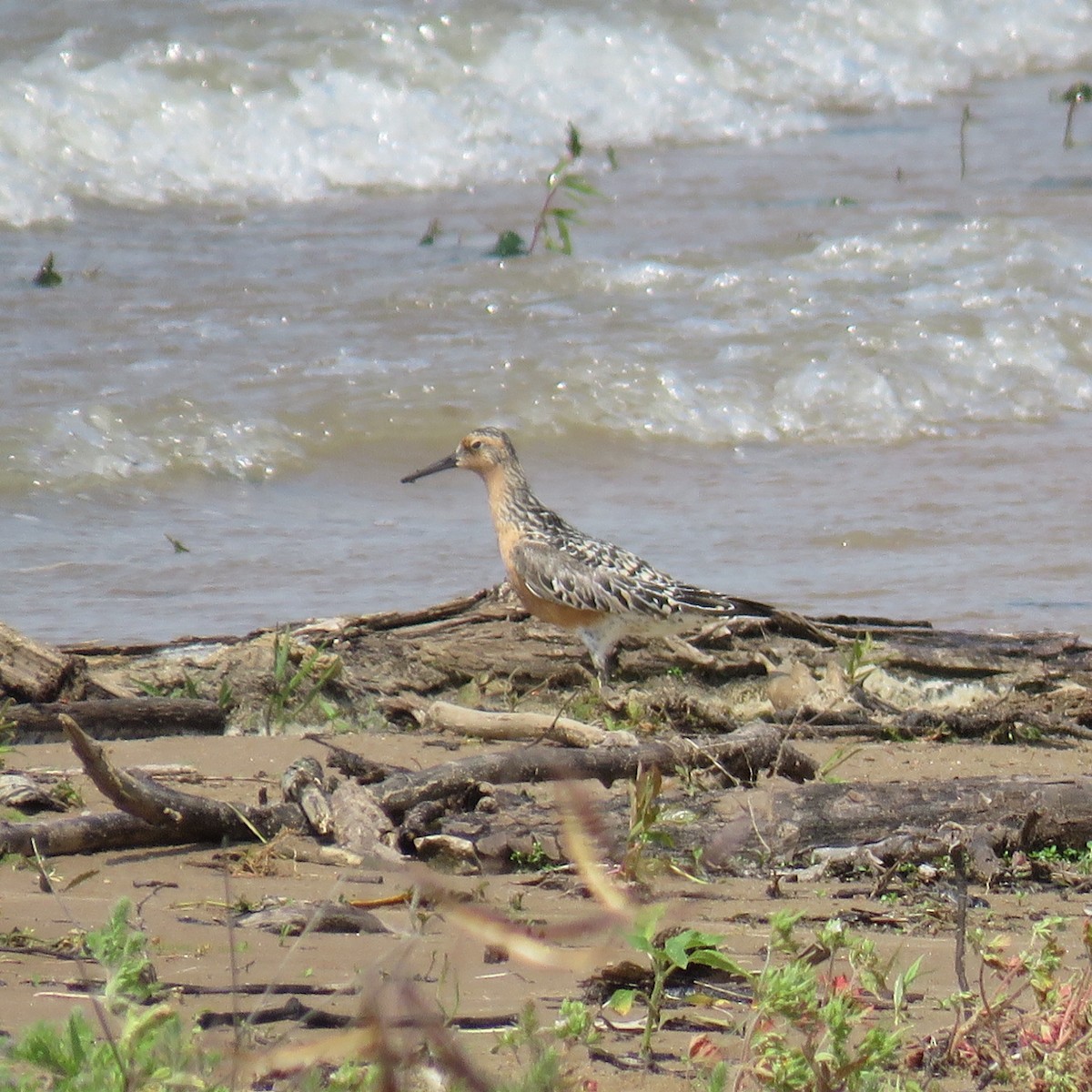 Red Knot - Don Merz