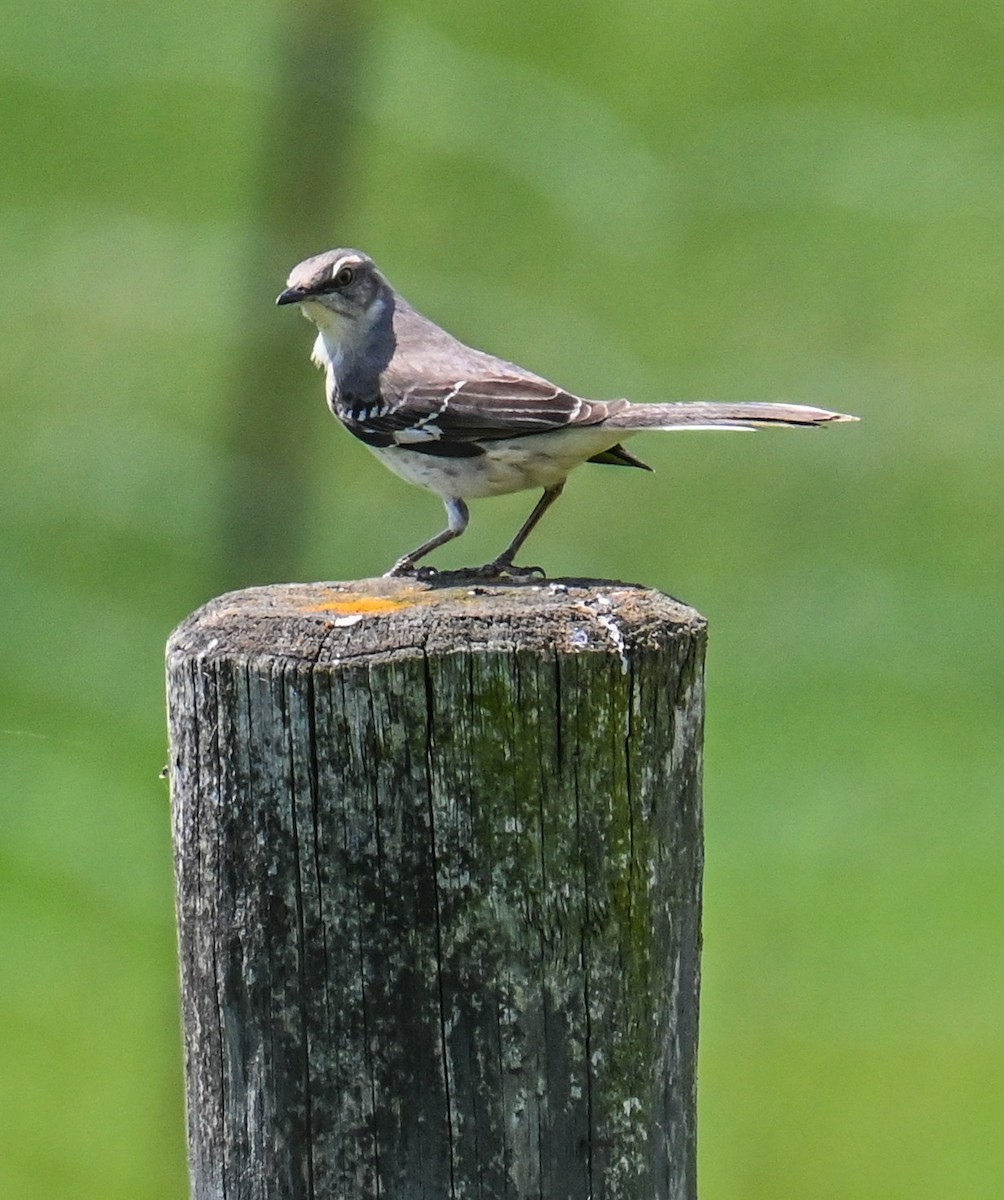 Northern Mockingbird - ML619408436