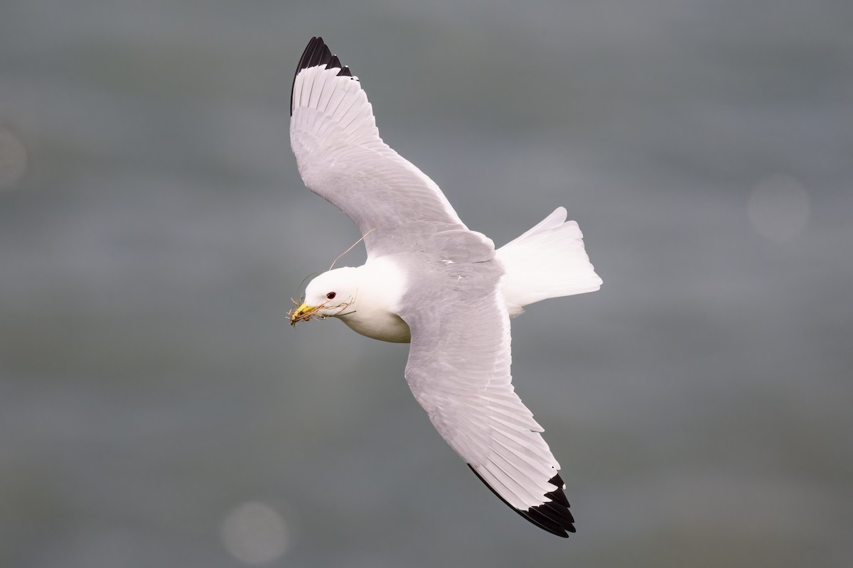 Black-legged Kittiwake - Alan Wilkinson