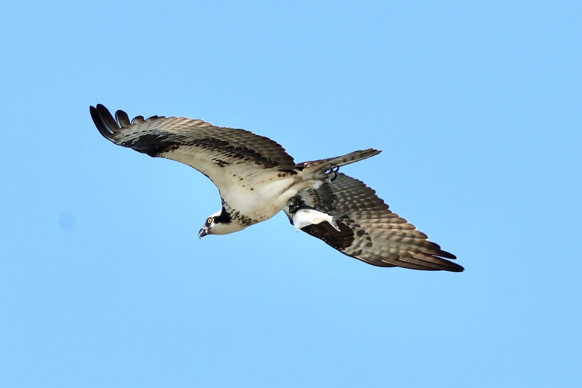 Osprey - Gino Ellison