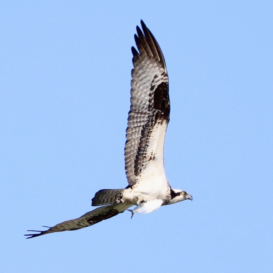 Osprey - Gino Ellison