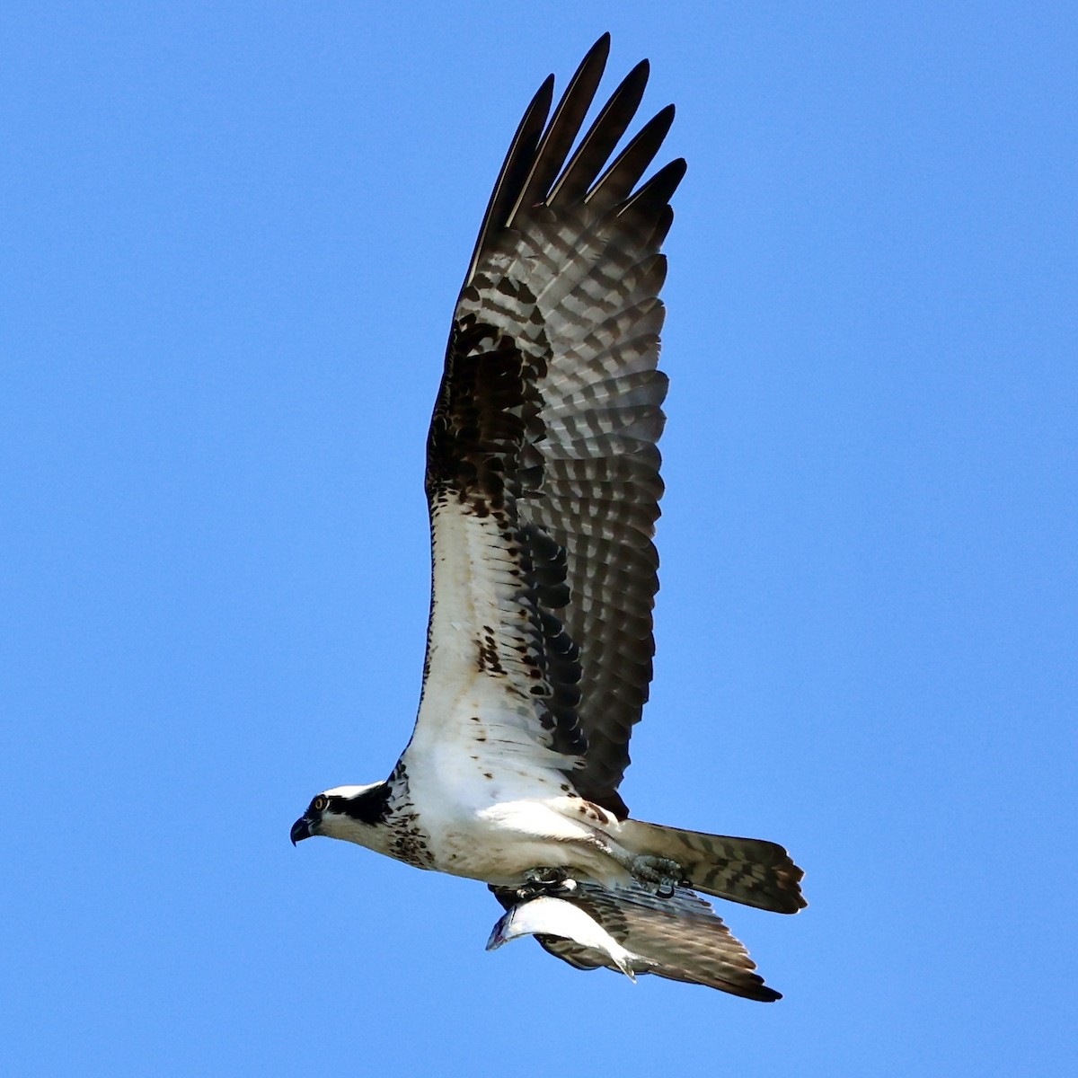 Osprey - Gino Ellison