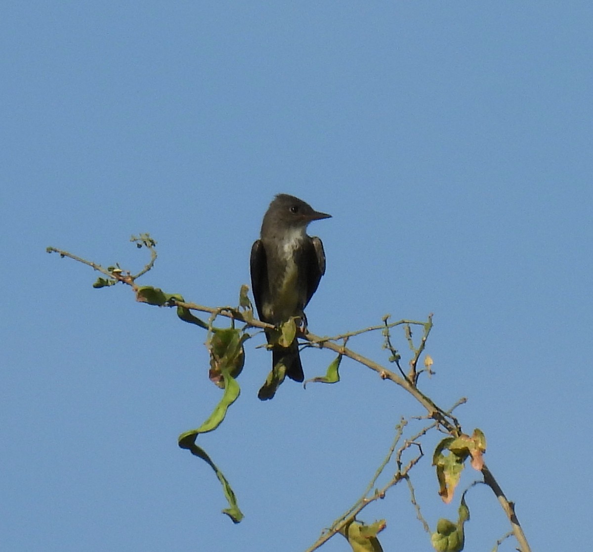 Olive-sided Flycatcher - ML619408445