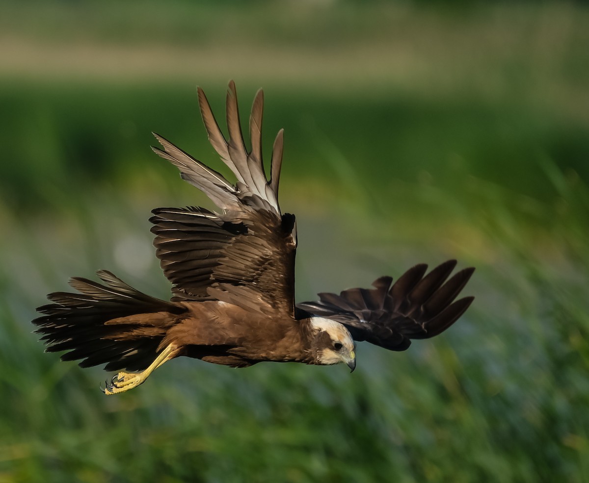 Western Marsh Harrier - Emil Birsan