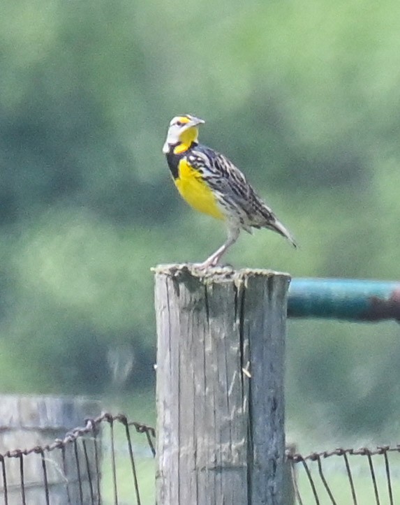 Eastern Meadowlark - ML619408453