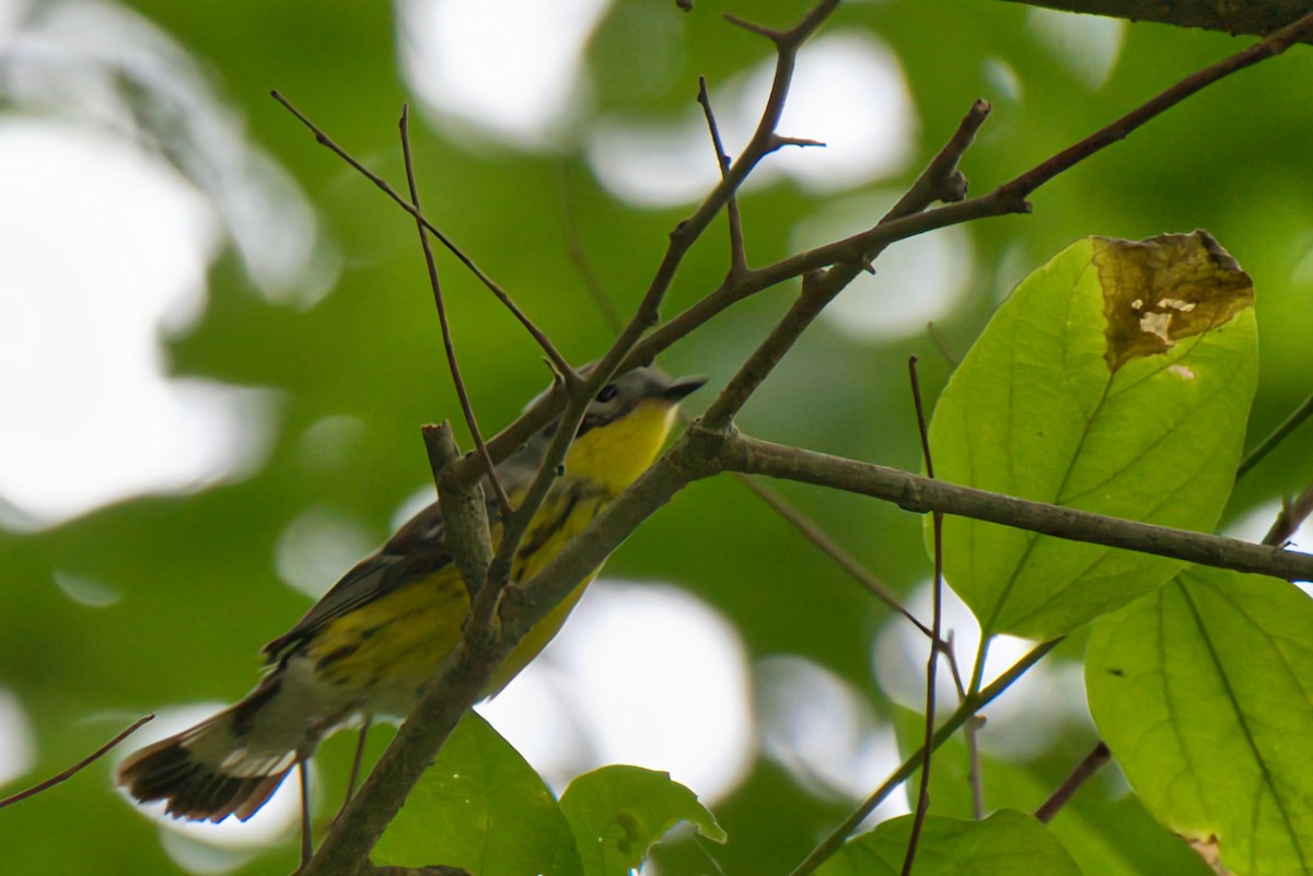 Magnolia Warbler - Donald Fullmer