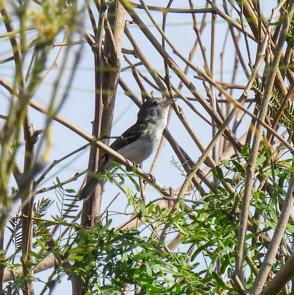 Bell's Vireo - Mary Tannehill