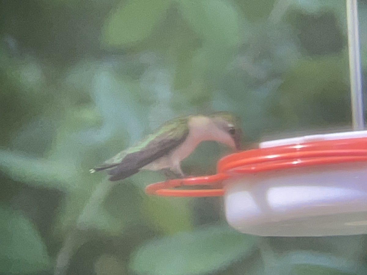 Ruby-throated Hummingbird - Nuthatch Sqeaky