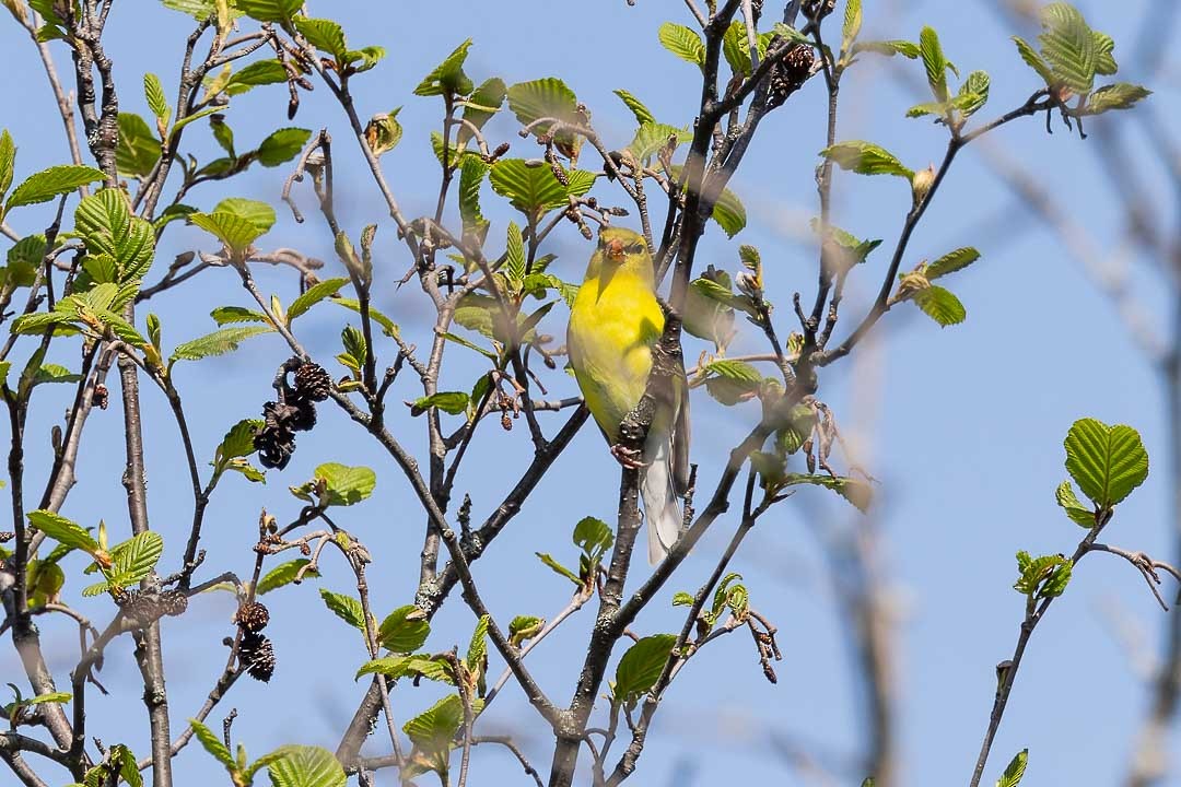 American Goldfinch - Sheri Minardi