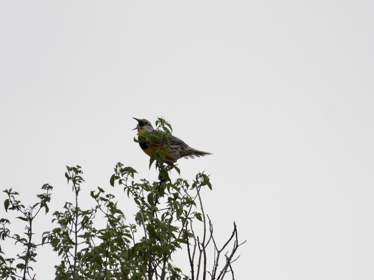 Eastern Meadowlark - Monica Rose