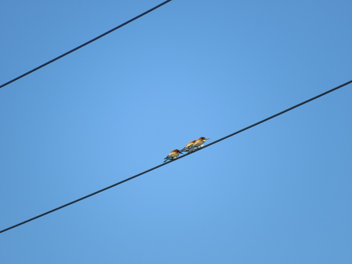 European Bee-eater - ML619408473
