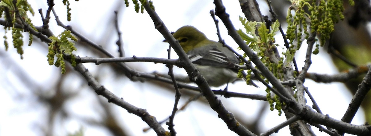 Yellow-throated Vireo - ML619408481