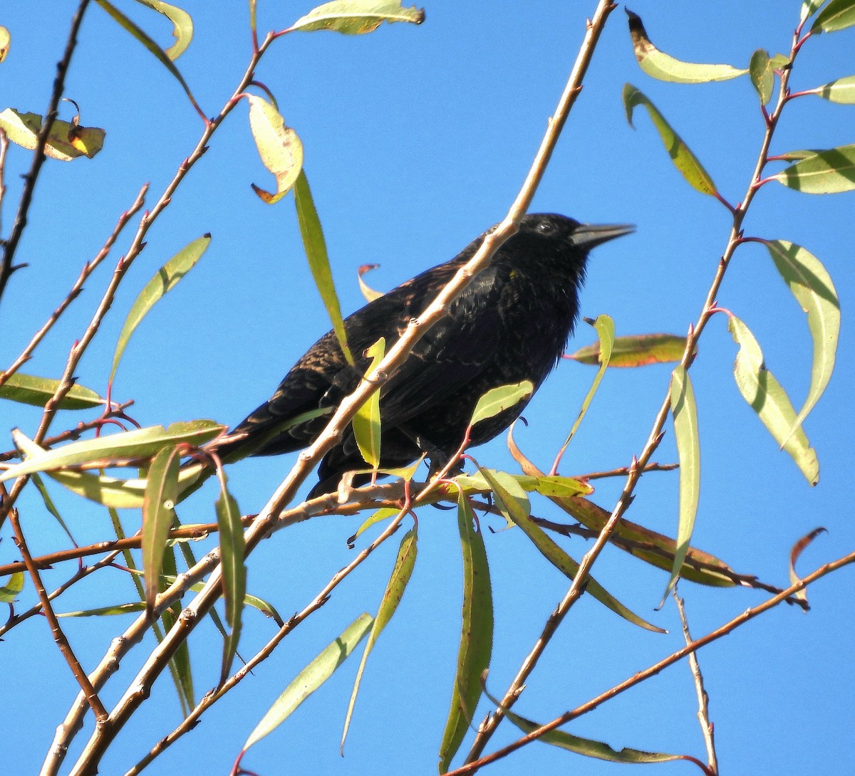 Yellow-winged Blackbird - Cecilia Gosso