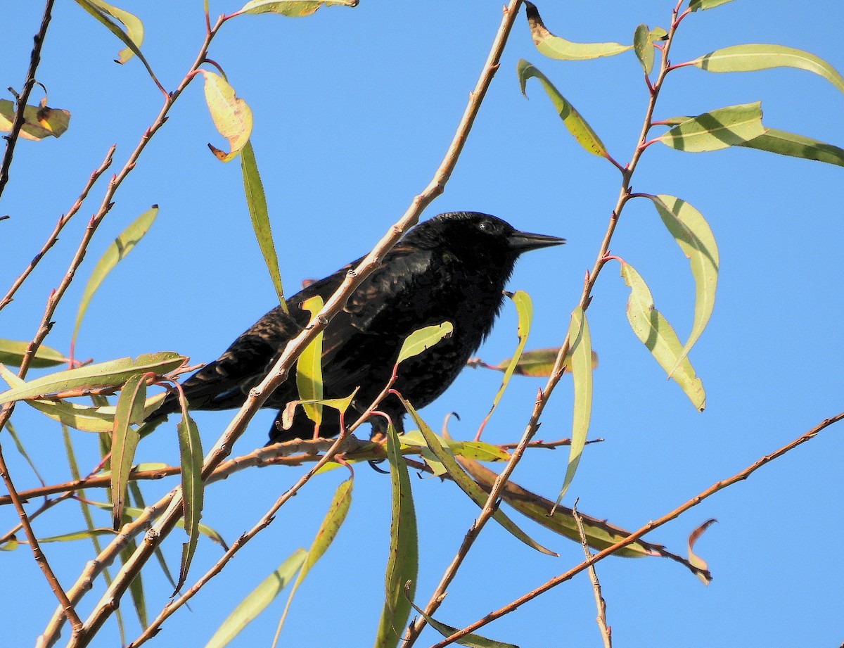 Yellow-winged Blackbird - Cecilia Gosso