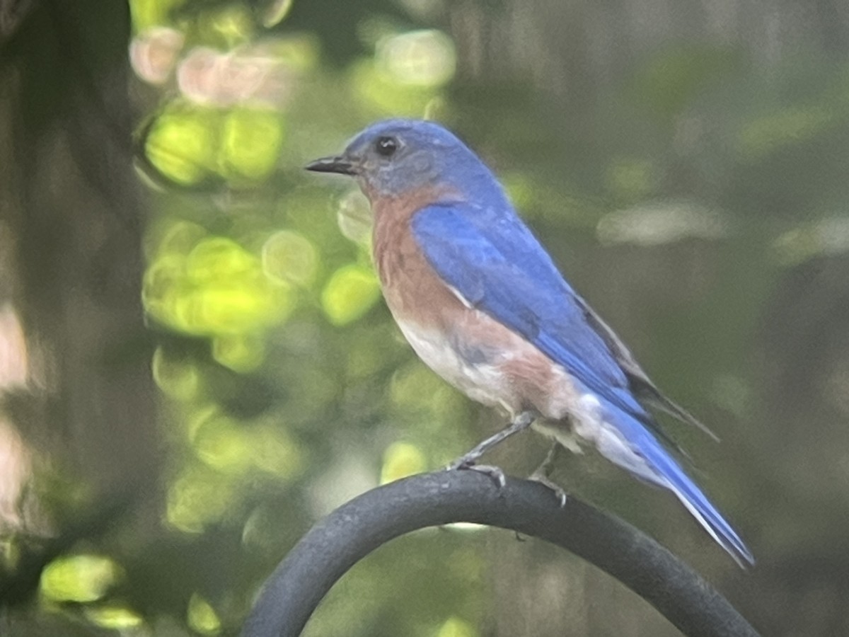 Eastern Bluebird - Nuthatch Sqeaky