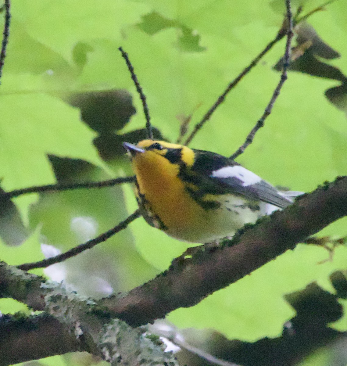 Blackburnian Warbler - Clem Nilan