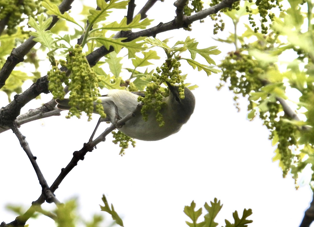 Tennessee Warbler - Moira Swinton