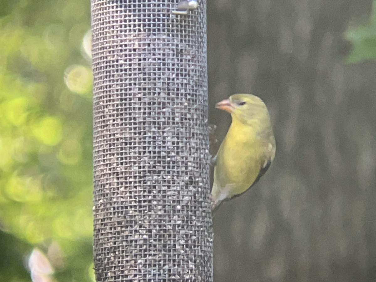 American Goldfinch - Nuthatch Sqeaky