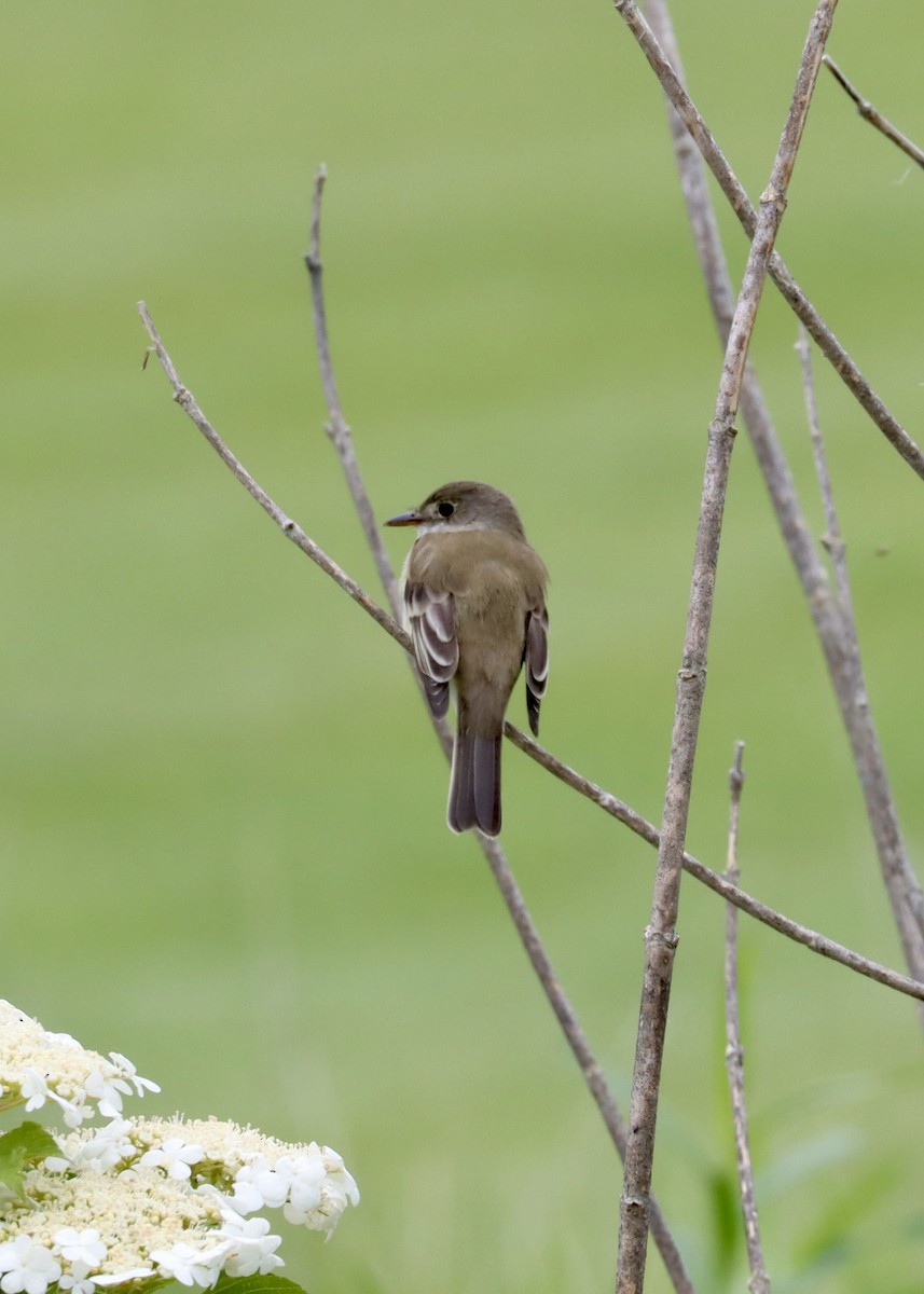 Willow Flycatcher - ML619408509