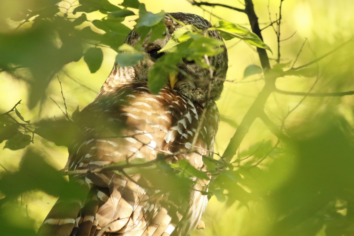 Barred Owl - ML619408510