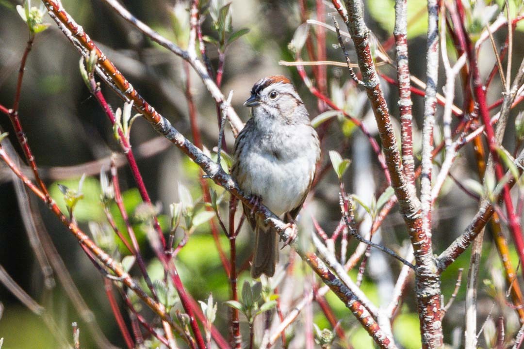 Swamp Sparrow - Sheri Minardi