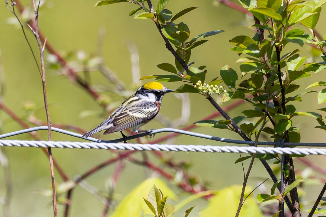 Chestnut-sided Warbler - Sheri Minardi