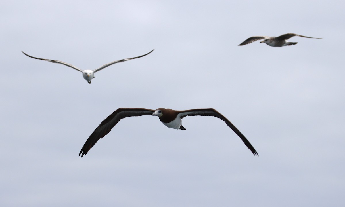 Brown Booby - Butch Carter