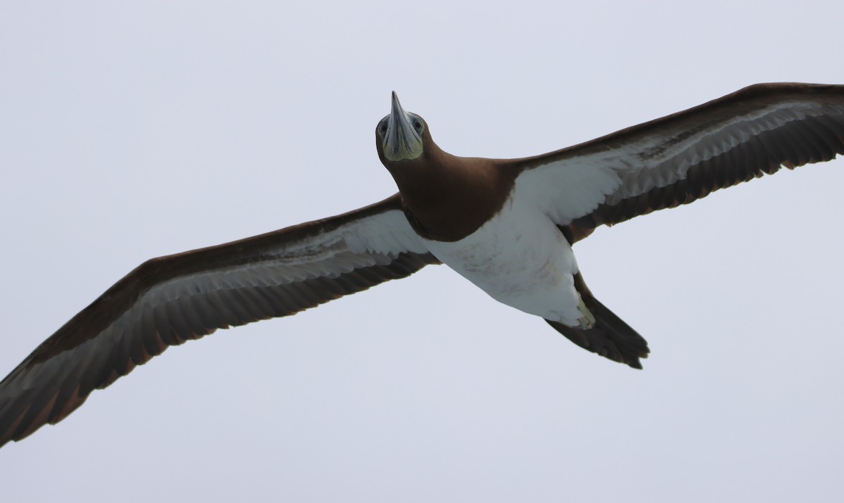 Brown Booby - Butch Carter