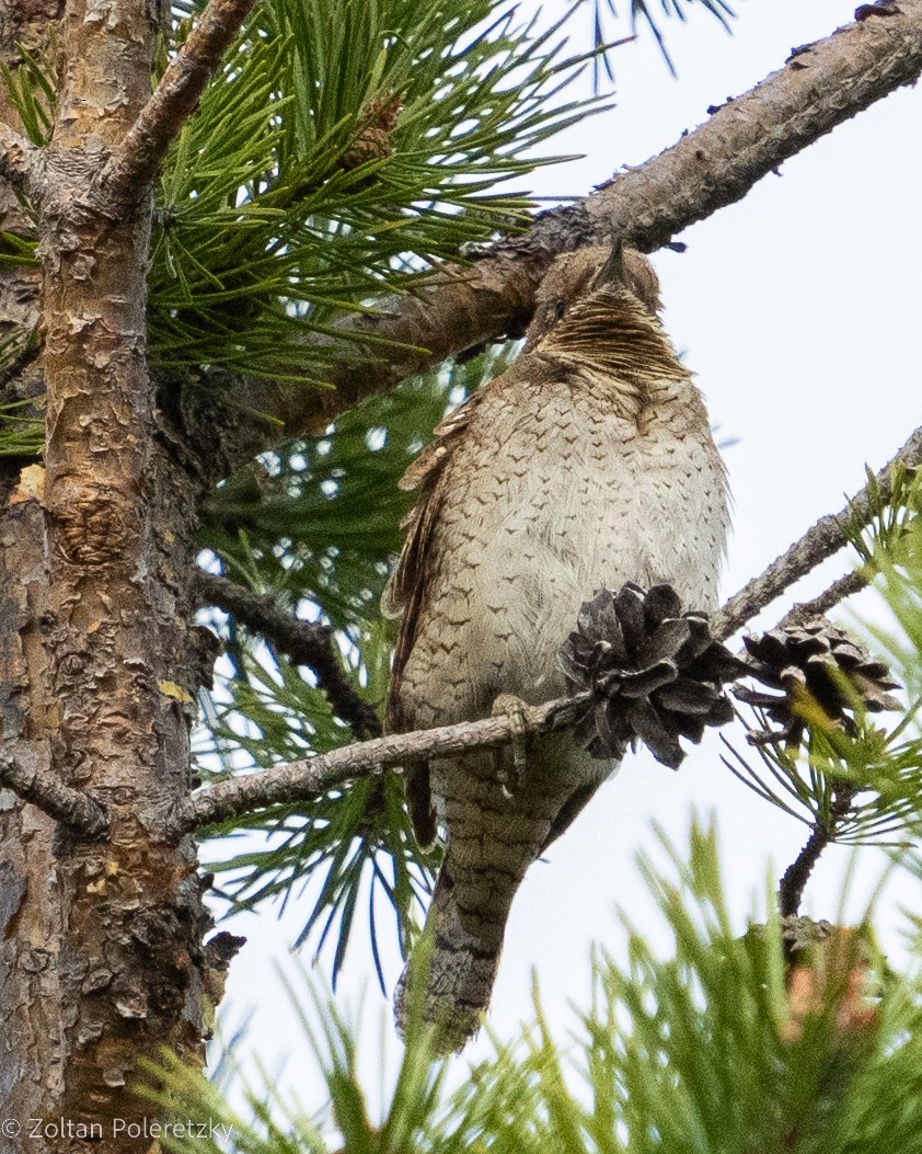 Eurasian Wryneck - Zoltan Poleretzky