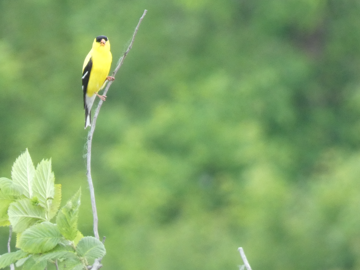 American Goldfinch - Carolyn Sanders