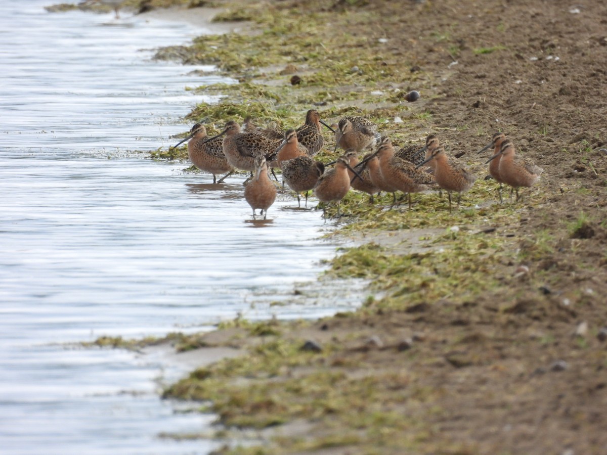 Short-billed Dowitcher - ML619408535