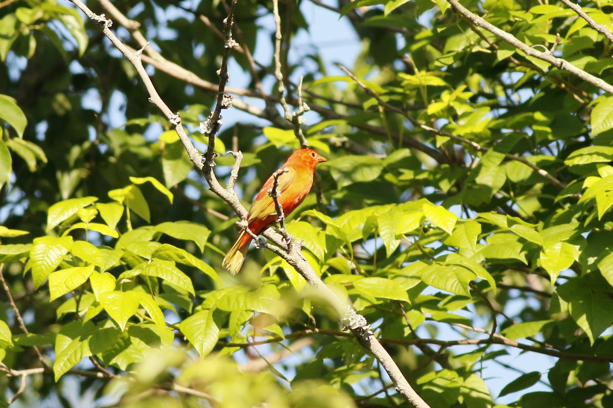 Summer Tanager - Cliff VanNostrand