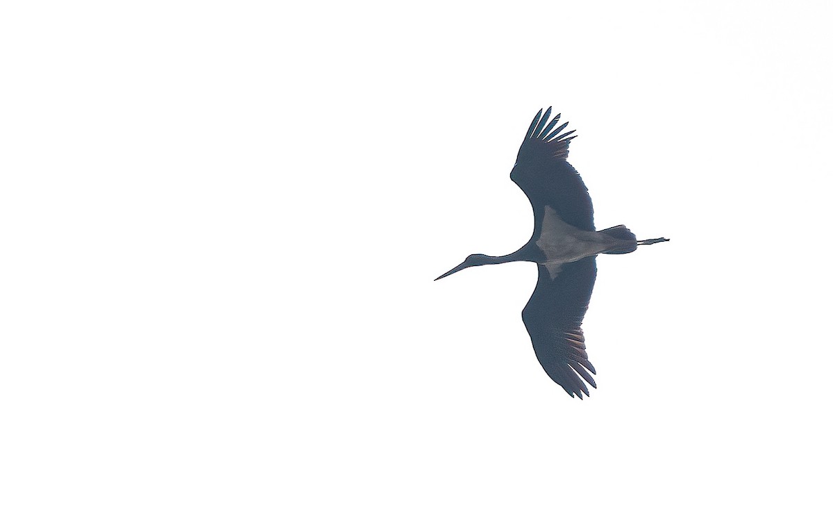Black Stork - Wouter Van Gasse