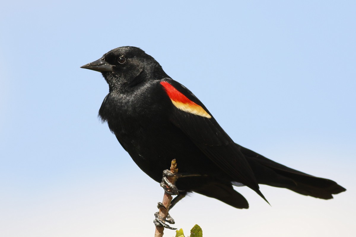 Red-winged Blackbird - Cliff VanNostrand