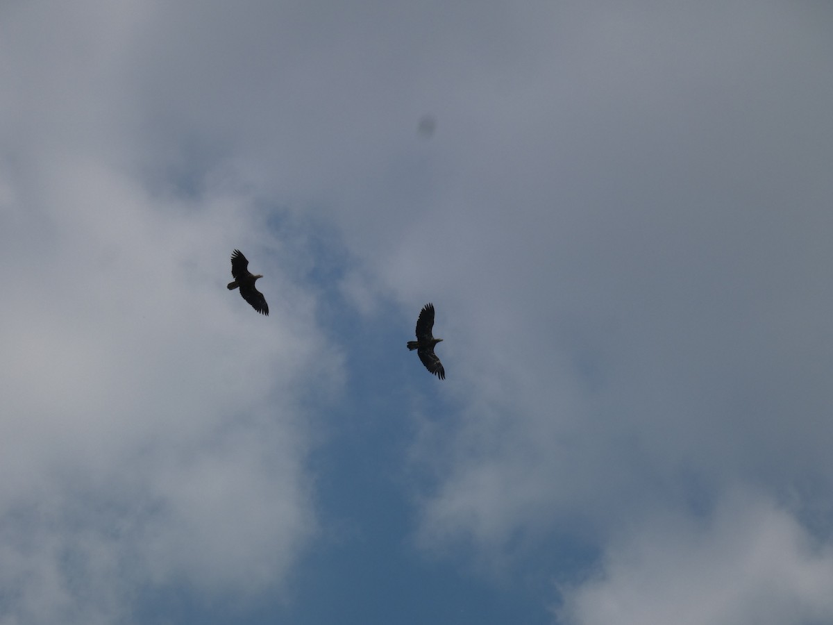 Bald Eagle - Carolyn Sanders