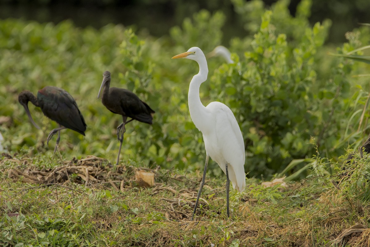 Great Egret - Sathish Ramamoorthy