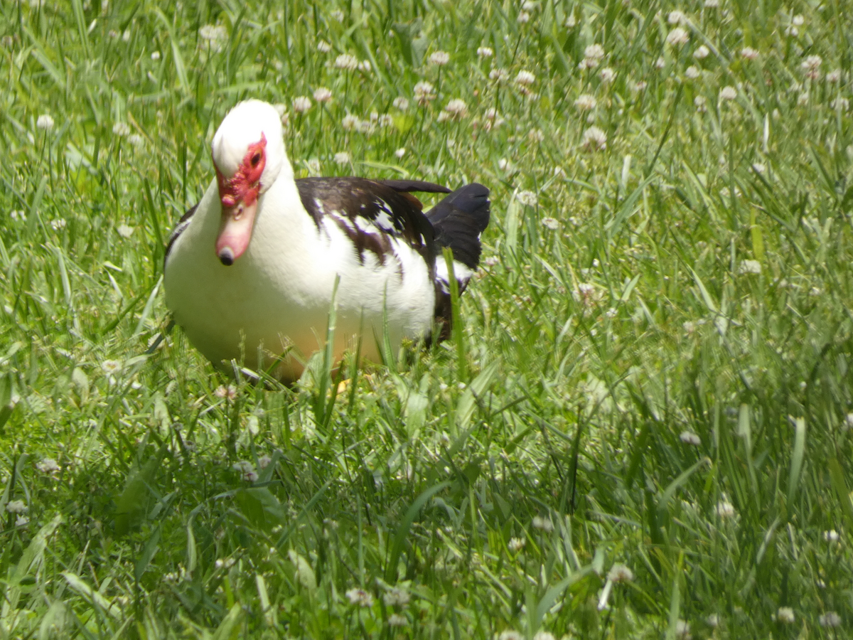 Muscovy Duck x Mallard (hybrid) - Carolyn Sanders